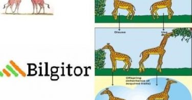 Adaptasyon ve Seçilim Kavramları