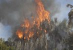 Orman Yangınlarının Nedenleri ve Sonuçları